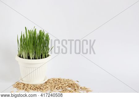 Sprouts In A Pot With Oat Grains Around It. On A White Background. Copy Space.