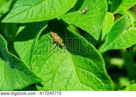 Stinkberry Bug (latin: Dolycoris Baccarum) On A Green Leaf Of The Potato (latin: Solanum Tuberosum),