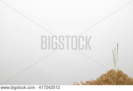 Sprouts On The Ground Made Of Grains. Copy Space.
