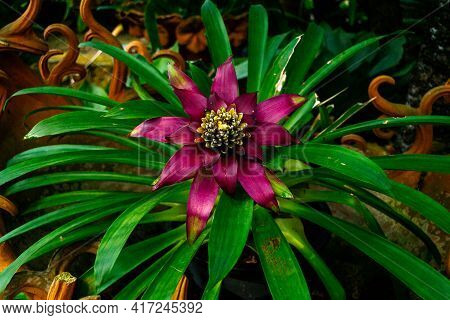 Guzmania Blossom, A Beautiful Flowering Exotic Epiphytic Plant.
