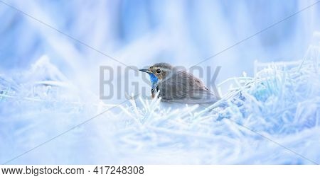 White Spotted Bluethroat Luscinia Svecica Cyanecula Sitting On A Frosty Day On Frosted Ground