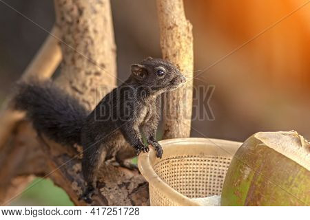Thailand Palm Squirrel In National Park Khao Sok. Full Title Funambulus Palmarum