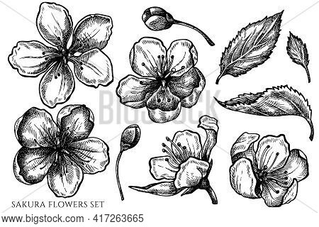 Vector Set Of Hand Drawn Black And White Sakura Flowers Stock Illustration