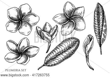 Vector Set Of Hand Drawn Black And White Plumeria Stock Illustration