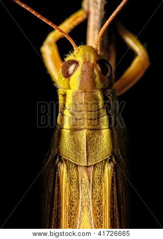 Grasshoper makro