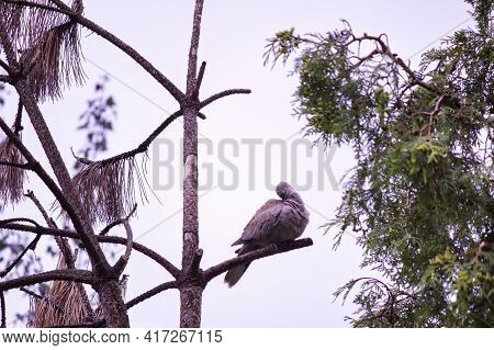 Red Collared Dove Bird, Also Known As The Red Turtle Dove Is Being Wet After Rain On A Tree Branch A