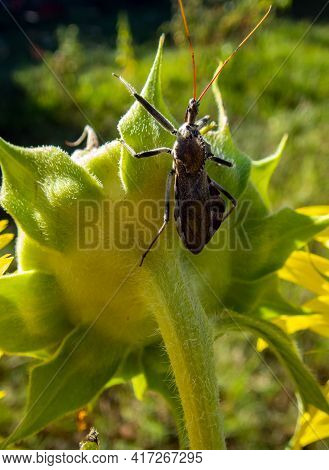 A Macro Photograph Of A Wheel Bug Standing On The Back Of A Sunflower Plant In Missouri Just Waiting