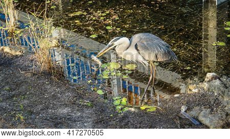Great Blue Heron Catches A Fish In The Swamp