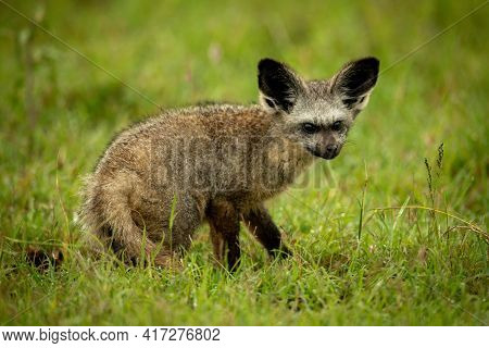 Bat-eared Fox Crouches On Grass Looking Right
