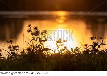Picturesque Sunset On The River, Flowers On The Shore
River And Sun Reflection In The Water