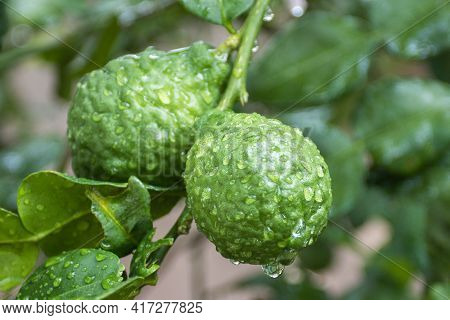 Fresh Bergamots And Leaves On Tree With Water Drops On Them Fruity With Herbaceous Bergamia Aroma