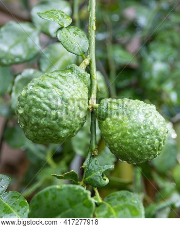 Fresh Bergamots And Leaves On Tree With Water Drops On Them Fruity With Herbaceous Bergamia Aroma