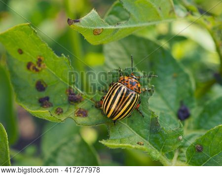 Colorado Beetle Sitting On A Pitted Potato Leaf. Focus On The Pest's Head. Bug Eating A Plant. Close