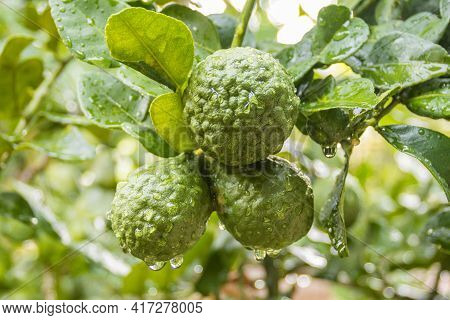 Fresh Bergamots And Leaves On Tree With Water Drops On Them Fruity With Herbaceous Bergamia Aroma