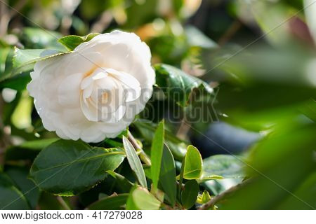 Bright White Camellia Flower In Full Bloom With Sun Light Flare, Springtime. Selective Focus.