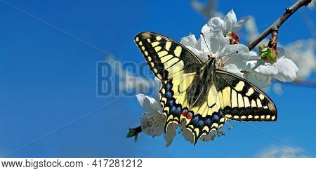 Swallowtail Butterfly On A Branch Of Blooming Cherry. Blooming Sakura And Butterfly. Spring Backgrou