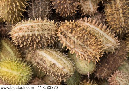 Decorative Cucumbers, Ecballium Elaterium, A Fragment Of Design, Landscaping, Home And Interior Land