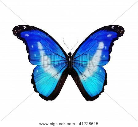 Morpho Rhetenor Helena mariposa volando, aislado en blanco