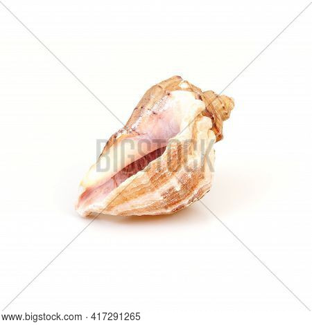 Natural Sea Shell Isolated On A White Background
