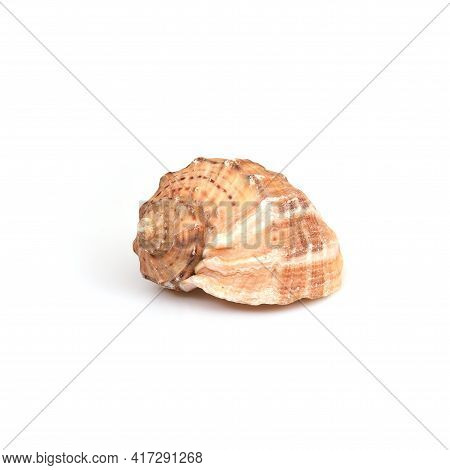 Natural Sea Shell Isolated On A White Background
