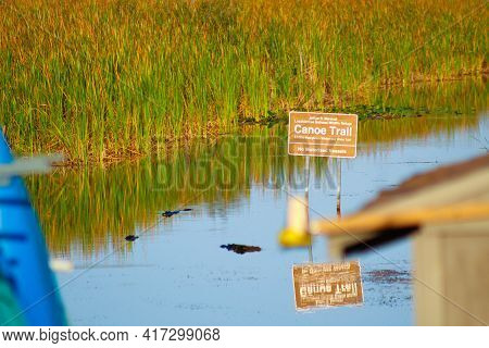 Alligators On The Canoe Train In Arthur R. Marshall Loxahatchee National Wildlife Preserve In Boynto