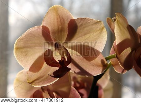 Peach Phalaenopsis Flowers Photographed Against Light Close-up Photography, Selective Focus, Blurred