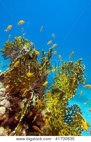 coral reef with great yellow fire coral and fishes at the bottom of tropical sea