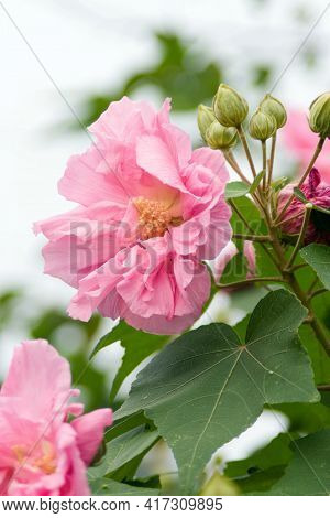 The Hibiscus Mutabil Is Open At A Day Time