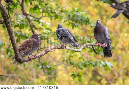 Three Pigeons Sitting On A Tree Branch On Green Background. Domestic Pigeon Bird And Green Blurred N