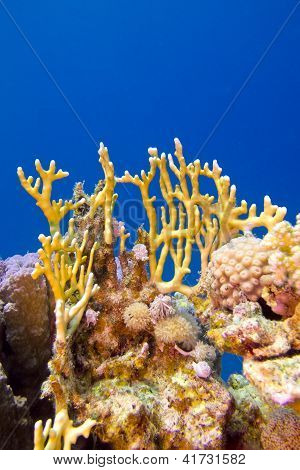 coral reef with hard and fire coral at the bottom of tropical sea