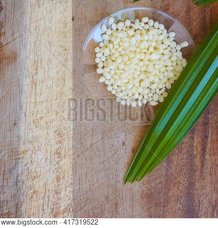 Organic Candelilla Wax In Chemical Watch Glass And Broadleaf Lady Palm Leaf On Wooden Background. (t
