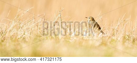 Panorama Of A Tawny Pipit, Meadow Pipit Sitting In The Grass Of A Meadow. Small Brown Passerine Bird
