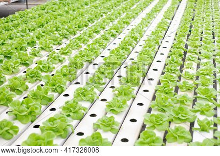 Hydroponic Of Lettuce Farm Growing In Greenhouse.