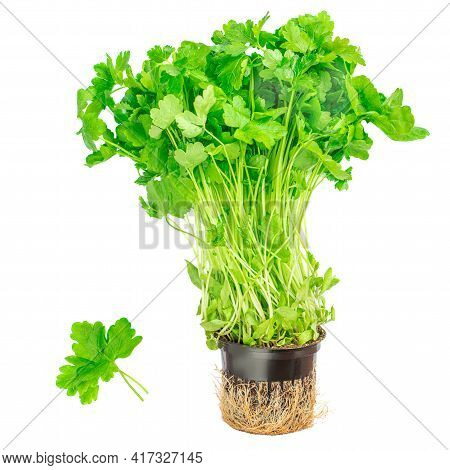 Fresh Parsley  Isolated On White Background. Bush Of Parsley Herb Growing In A Flower Pot, Organic F