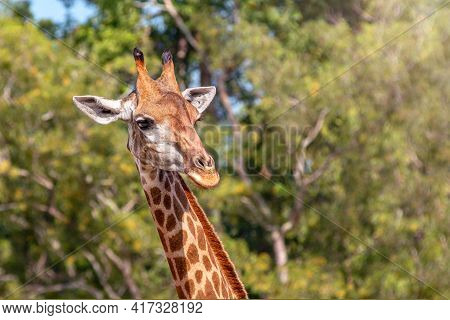Front View Close-up Of A Giraffe In Front Of Some Big Green Trees