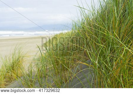 Beautiful Green Grasses And Sand Dune At Ocean Beach In San Francisco,ca.