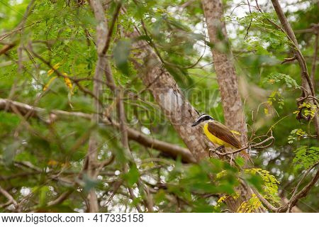 Great Kiskadee Pitangus Sulphuratus Sitting In A Tree In Uxmal, Yucatan, Mexico