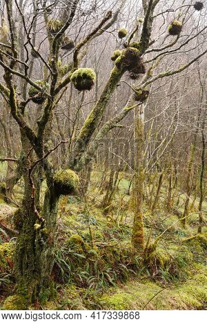 Birds Nests, Bird Nest, Long-tailed Tit (aegithalos Caudatus) In A Tree In Gwydyr Forest, Wales, Uk