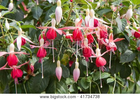 Fuchsia Magellanica en un jardín Ornamental