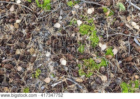 Botany, Ecology, Decorative, Wilderness, Fall, Leaves, Fir, Evergreen, Needles, Leaf, Holiday, Seaso