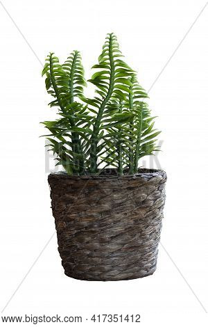 Muchlenbeckia Platyclada Meissn In Brown Pot Is The Herb Of Thailand Isolated On White Background In
