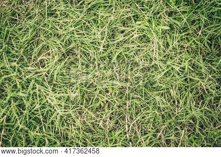 Abstract Natural Background. Collection With Different Colour Tones Of Green Grass, Copy Space. Summ