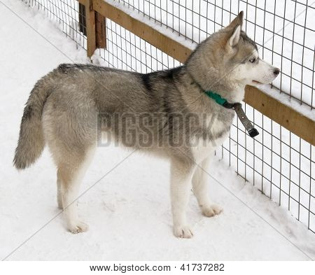 Siberian Husky hunderacen
