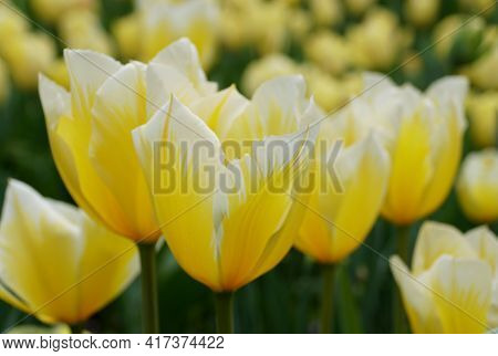 Beautiful Yellow And White Fosteriana Tulip 'sweetheart' Flowers At Full Bloom