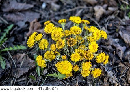 Yellow And Pretty Flowers Of Coltsfoot (tussilago Farfara)