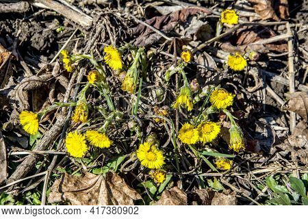 Yellow And Pretty Flowers Of Coltsfoot (tussilago Farfara)