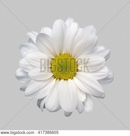 Isolated Flower White Aster Chrysanthemum Gerbera Daisy On Grey Background Close-up High Quality. Ma