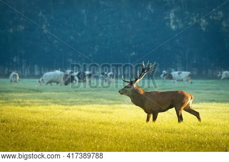 Deer In The Woods With Cows In The Background