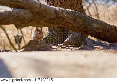 Squirrel Sits On A Stone Under A Tree In The Forest.