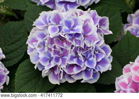Beautiful Blue And White Colors Of Bigleaf Hydrangea 'tivoli' Flowers